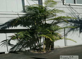 CHAMAEDOREA COSTARICANA ONE OF THE BEST BAMBOO PALMS