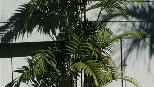 CHAMAEDOREA COSTARICANA ONE OF THE BEST OF ALL THE BAMBOO PALMS