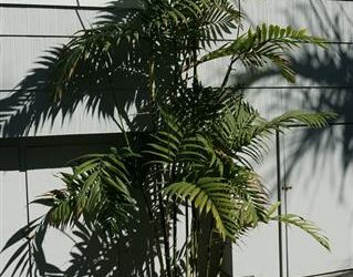CHAMAEDOREA COSTARICANA ONE OF THE BEST OF ALL THE BAMBOO PALMS