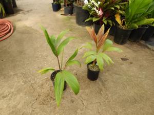 CHAMBEYRONIA HOOKERI THE BLONDE FLAME THROWER PALM