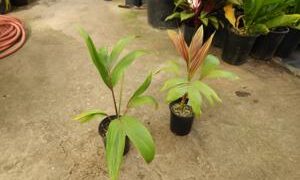 CHAMBEYRONIA HOOKERI THE BLONDE FLAME THROWER PALM