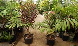 CHAMBEYRONIA HOOKERI THE BLONDE FLAME THROWER PALM