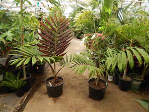 CHAMBEYRONIA HOOKERI THE BLONDE FLAME THROWER PALM
