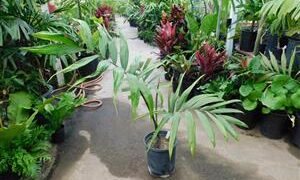CHAMBEYRONIA MACROCARPA THE FLAME THROWER PALM NEW RED EMERGING LEAF