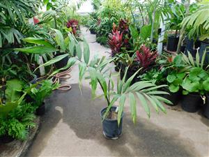 CHAMBEYRONIA MACROCARPA THE FLAME THROWER PALM NEW RED EMERGING LEAF