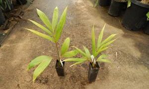 CHAMBEYRONIA MACROCARPA THE FLAME THROWER PALM NEW RED EMERGING LEAF