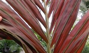CHAMBEYRONIA MACROCARPA THE FLAME THROWER PALM NEW RED EMERGING LEAF