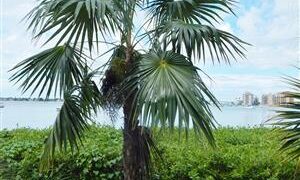 COCCOTHRINAX BARBADENSIS