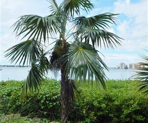 COCCOTHRINAX BARBADENSIS