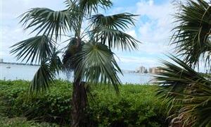 COCCOTHRINAX BARBADENSIS MEDIUM SIZED, NARROW TRUNK