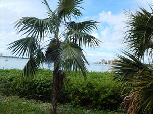 COCCOTHRINAX BARBADENSIS MEDIUM SIZED, NARROW TRUNK