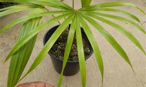 COCCOTHRINAX BARBADENSIS MEDIUM SIZED, NARROW TRUNK