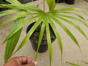 COCCOTHRINAX BARBADENSIS MEDIUM SIZED, NARROW TRUNK