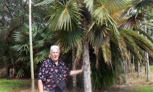 COCCOTHRINAX MIRAGUAMA VERY POPULAR FAN PALM