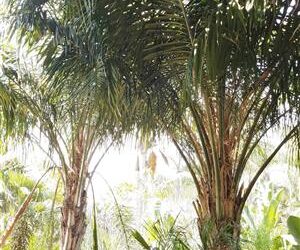 COCONUT QUEEN PALM