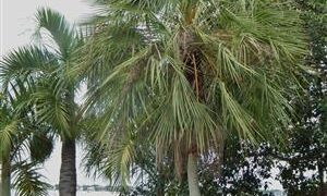 COPERNICIA PRUNIFERA THE CARNAUBA WAX PALM