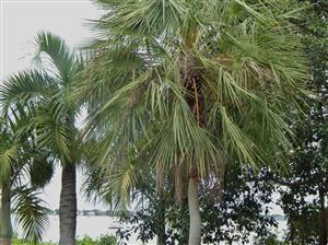 COPERNICIA PRUNIFERA THE CARNAUBA WAX PALM