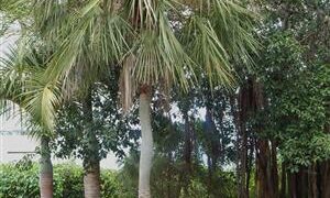 COPERNICIA PRUNIFERA THE CARNAUBA WAX PALM