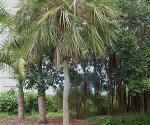 COPERNICIA PRUNIFERA THE CARNAUBA WAX PALM