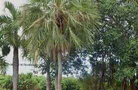 COPERNICIA PRUNIFERA THE CARNAUBA WAX PALM