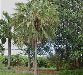 COPERNICIA PRUNIFERA THE CARNAUBA WAX PALM