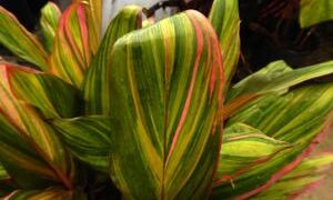HAWAIIAN TI PLANTS  CORDYLINE FRUITICOSA GREAT COLOR FOR THE GARDEN