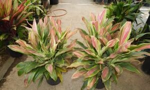 HAWAIIAN TI PLANTS – CORDYLINE FRUITICOSA GREAT COLOR FOR THE GARDEN ASSORTMENT OF NEW VARIETIES AT NURSERY