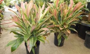 HAWAIIAN TI PLANTS – CORDYLINE FRUITICOSA GREAT COLOR FOR THE GARDEN ASSORTMENT OF NEW VARIETIES AT NURSERY