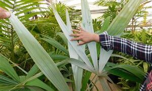 CRYOSOPHILA STAURACANTHA SMALL TO MEDIUM SIZED TROPICAL FAN PALM