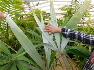 CRYOSOPHILA STAURACANTHA SMALL TO MEDIUM SIZED TROPICAL FAN PALM