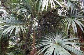 CRYOSOPHILA STAURACANTHA THE STAR PALM