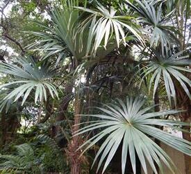CRYOSOPHILA STAURACANTHA THE STAR PALM