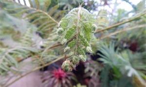AUSTRALIAN TREE FERN CYATHEA COOPERI