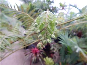 AUSTRALIAN TREE FERN CYATHEA COOPERI
