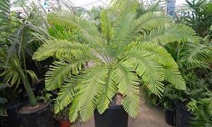 CYCAS MEDIA LUSH GREEN AUSTRALIAN CYCAD
