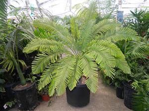 CYCAS MEDIA LUSH GREEN AUSTRALIAN CYCAD