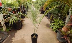 CYCAS TANSACHANA MEDIUM SIZE CYCAD FROM THAILAND