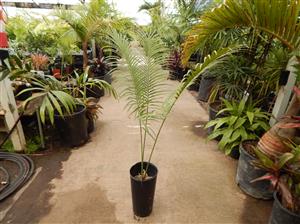CYCAS TANSACHANA MEDIUM SIZE CYCAD FROM THAILAND