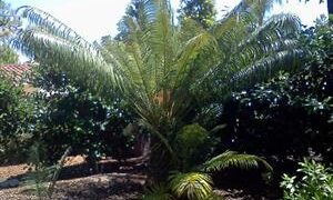 CYCAS THOUARSII