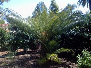CYCAS THOUARSII