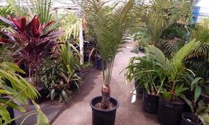 CYCAS THOUARSII