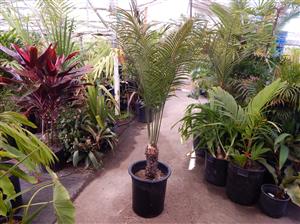 CYCAS THOUARSII