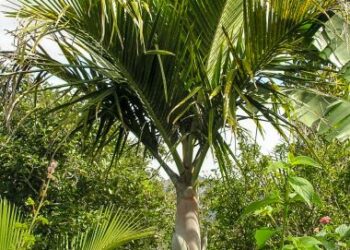 CYPHOPHOENIX ALBA – PREVIOUSLY VEILLONIA ALBA GORGEOUS & SUPER RARE NEW CALEDONIAN PALM