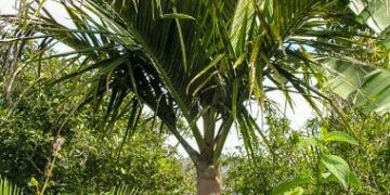 CYPHOPHOENIX ALBA – PREVIOUSLY VEILLONIA ALBA GORGEOUS & SUPER RARE NEW CALEDONIAN PALM