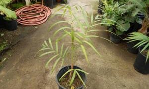 CYPHOPHOENIX ELEGANS SINGLE TRUNK MEDIUM SIZED PALM FROM NEW CALEDONIA