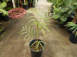 CYPHOPHOENIX ELEGANS SINGLE TRUNK MEDIUM SIZED PALM FROM NEW CALEDONIA