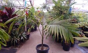 DICTYOSPERMA ALBUM VAR RUBRUM PRINCESS PALM, HURRICANE PALM