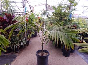 DICTYOSPERMA ALBUM VAR RUBRUM PRINCESS PALM, HURRICANE PALM