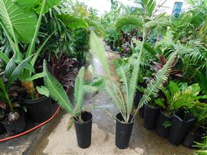 DIOON HOLMGRENII RARE MEXICAN DIOON CYCAD