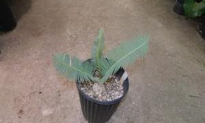 DIOON EDULE VARIETY TAMAULIPAS GLAUCOUS GREEN THIN LEAF MEXICAN CYCAD